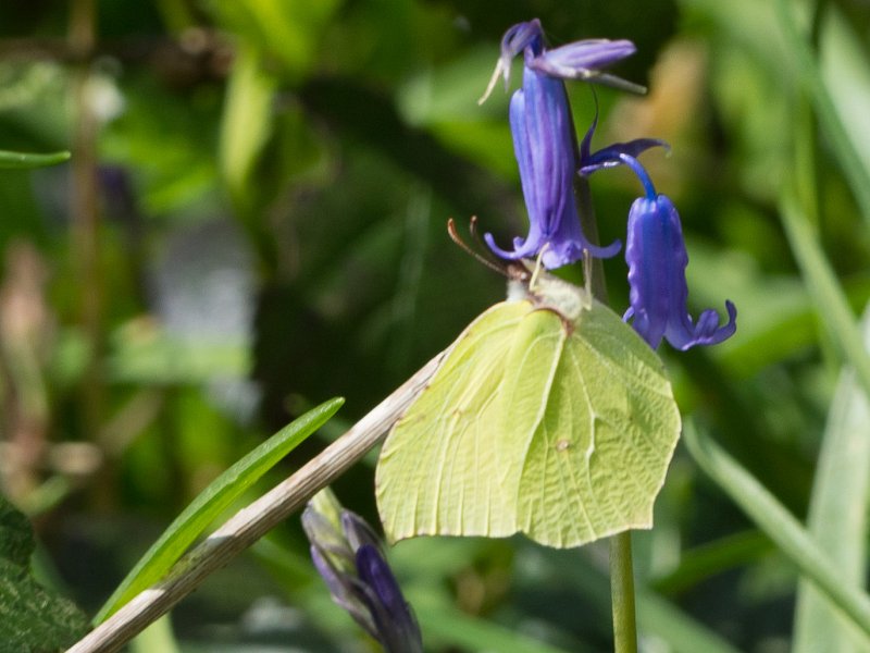 Selwyns Wood - Eastbourne Group Walk